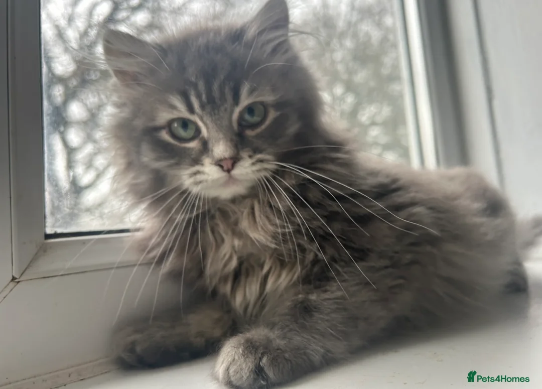 Siberian cats for sale: Siberian Adults for new Homes - Advert 8