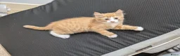 Mixed Breed cats for sale: Beautiful mixed breed Kittens  - Advert 5