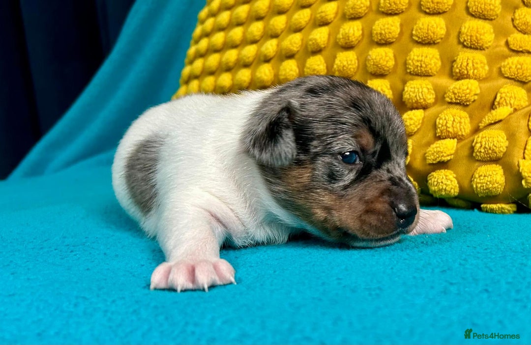 Jack Russell dogs for sale: Quality pure bred  Jack Russel babies  - Advert 5