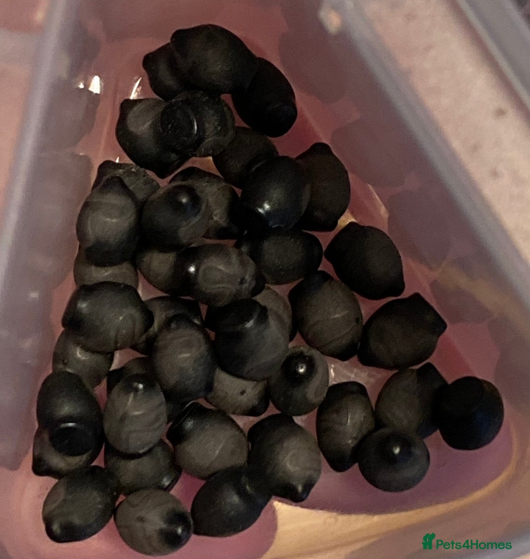 Stick Insects invertebrates for sale: SEE DESC - Various Stick Insect Nymphs and Eggs - Image 6