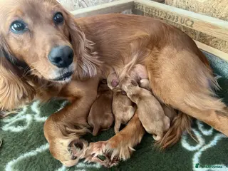 Cocker Spaniel dogs Working cocker pups due, ready for spring - Advert 20