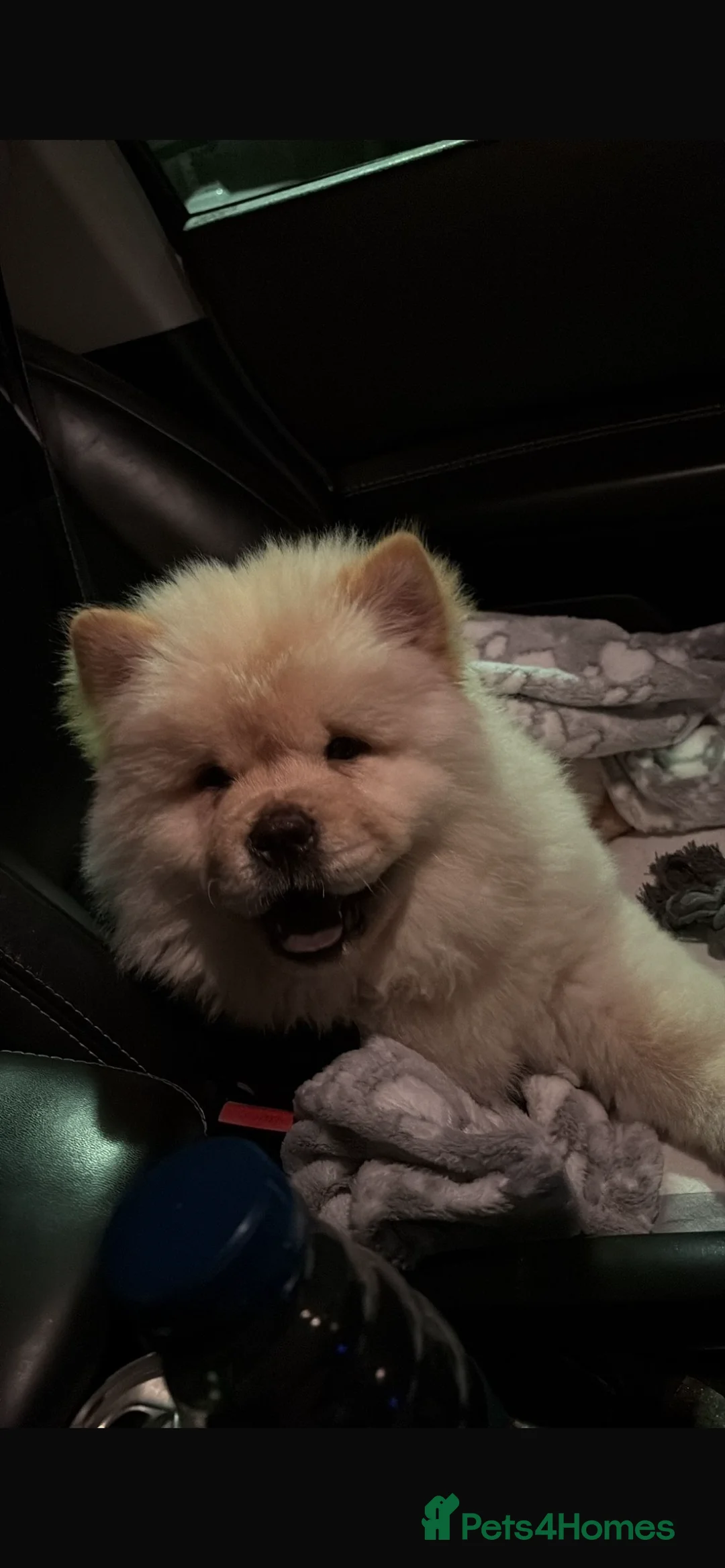 Chow Chow dogs for sale: Beautiful chow chow - Advert 2