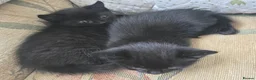 Mixed Breed cats for sale: 3 Beautiful Black Kittens Ready Now - Advert 5