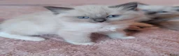 Ragdoll cats for sale: Expecting a litter on the 06 th June  in South Molton - Advert 11
