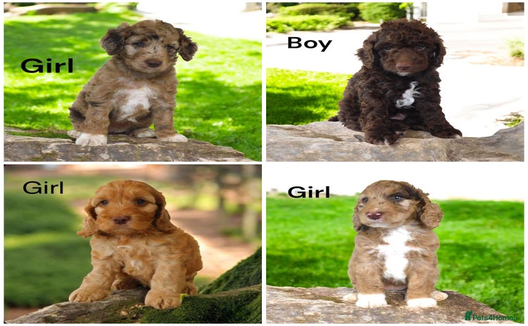 Cockapoo dogs - Advert 2