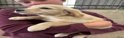 Golden Retriever dogs for sale: Gorgeous goldens - Advert 4
