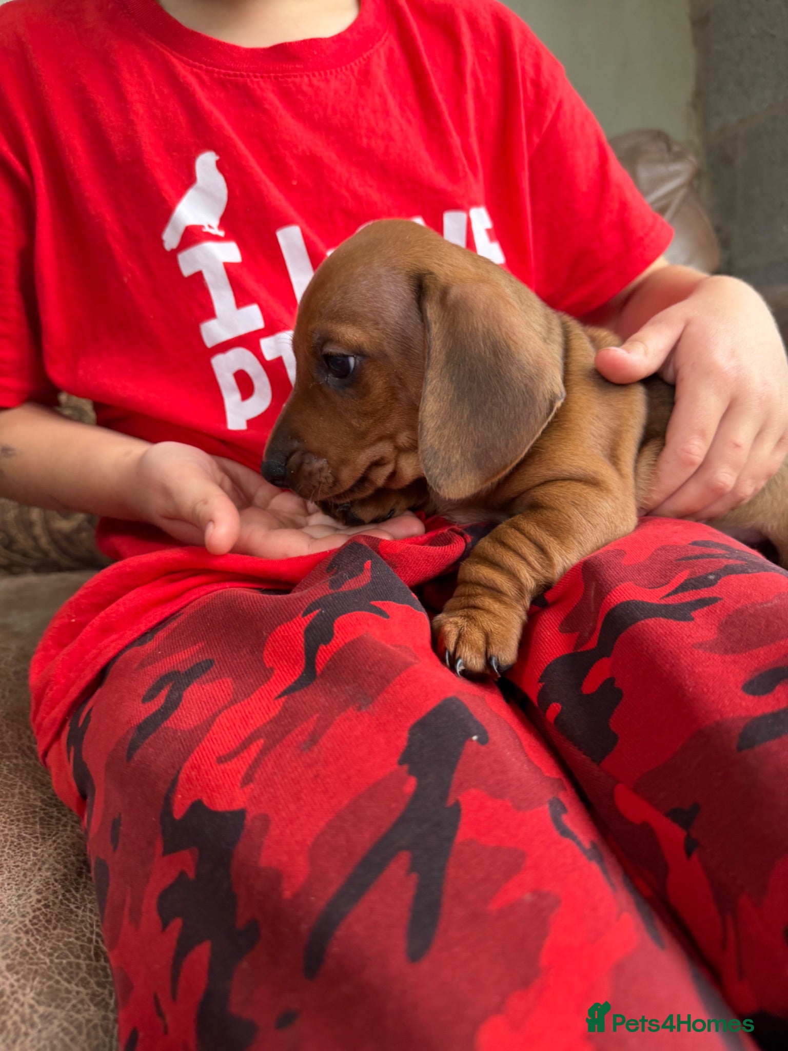 Dachshund dogs Dachshund puppies 🐾 - Advert 5