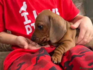 Dachshund dogs Dachshund puppies 🐾 - Advert 5