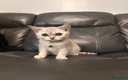 British Shorthair cats for sale: British Shorthair kittens Tica  - Image 8
