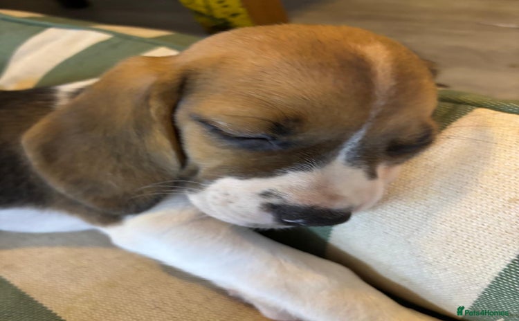 Beagle dogs KC Beagle Puppies ready now  - Advert 1