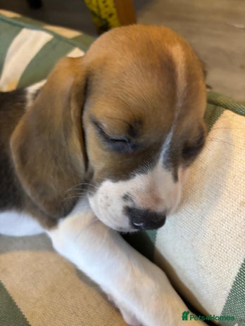 Beagle dogs KC Beagle Puppies ready now - Advert 1