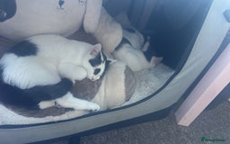 Mixed Breed cats for sale: Milo & willow  - Image 4