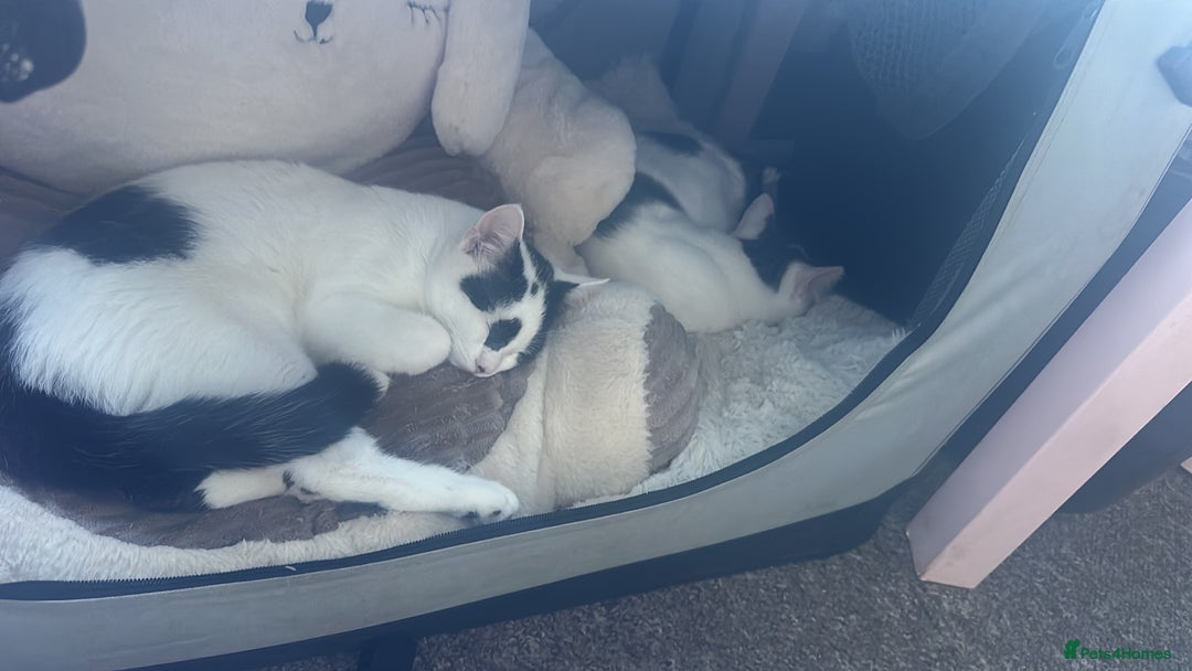 Mixed Breed cats for sale: Milo & willow  - Image 4