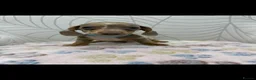 Miniature Dachshund dogs for sale: Miniature Dachshund - Advert 6