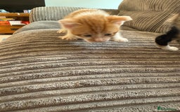 British Shorthair cats for sale: Calico kittens - Image 2