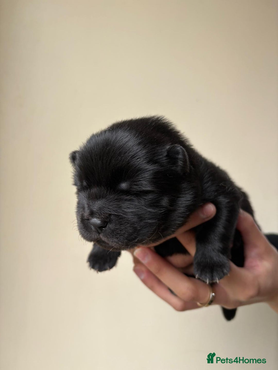 Chow Chow dogs for sale: Beautiful Black and Blue Chow Chow 🖤💙 - Advert 6