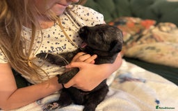 Irish Wolfhound dogs for sale: Stunning litter of Irish Wolfhound puppies - Image 9