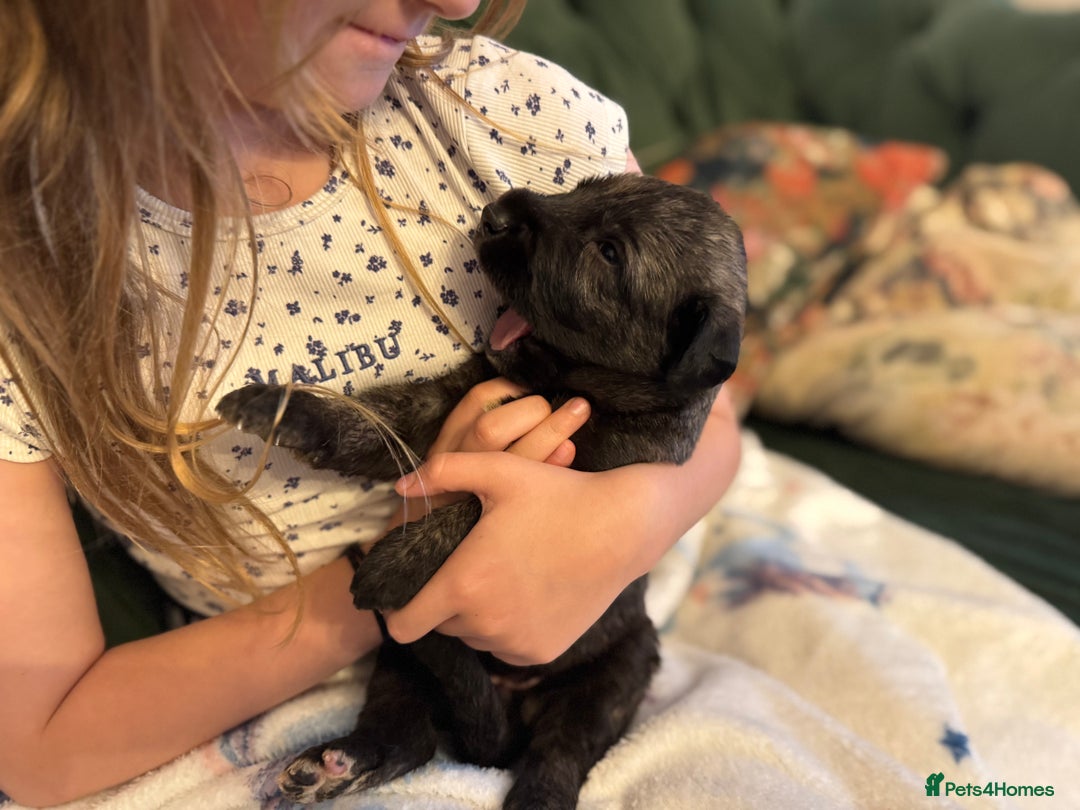 Irish Wolfhound dogs for sale: Stunning litter of Irish Wolfhound puppies - Image 9