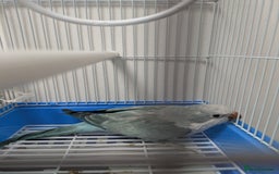 Parakeets birds for sale: Males and females DNA tested Quaker parrots babies - Image 6