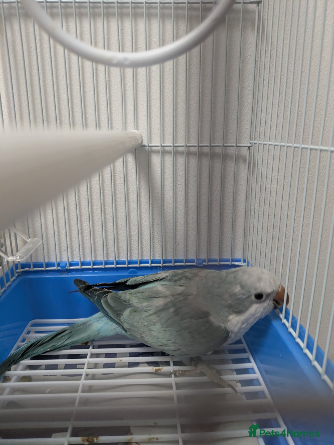 Parakeets birds for sale: Males and females DNA tested Quaker parrots babies - Image 6