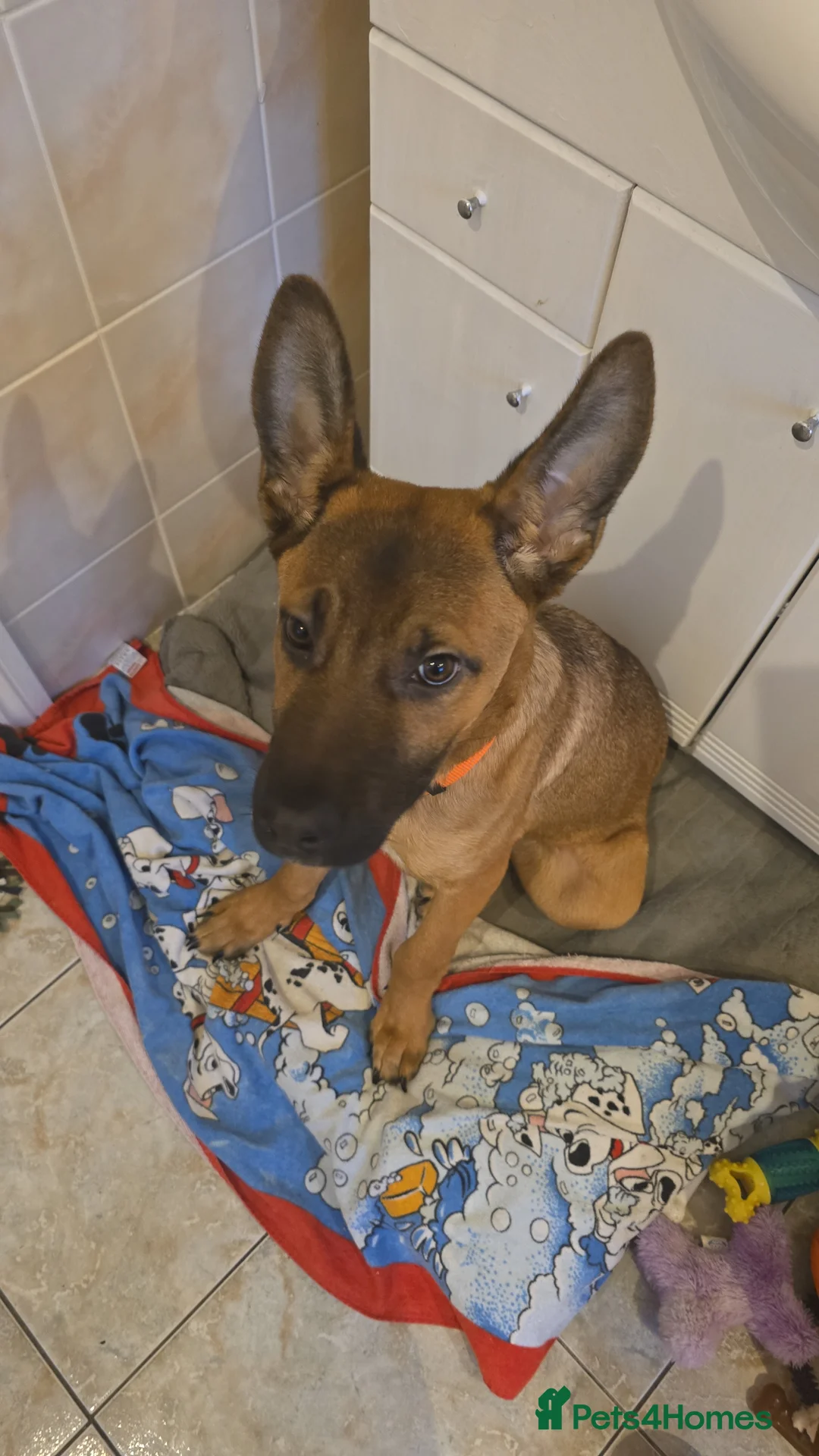 Mixed Breed dogs for sale: Gorgeous pup - Advert 1