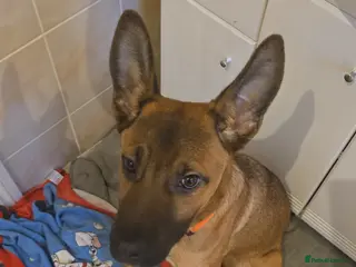 Mixed Breed dogs Gorgeous pup - Advert 4