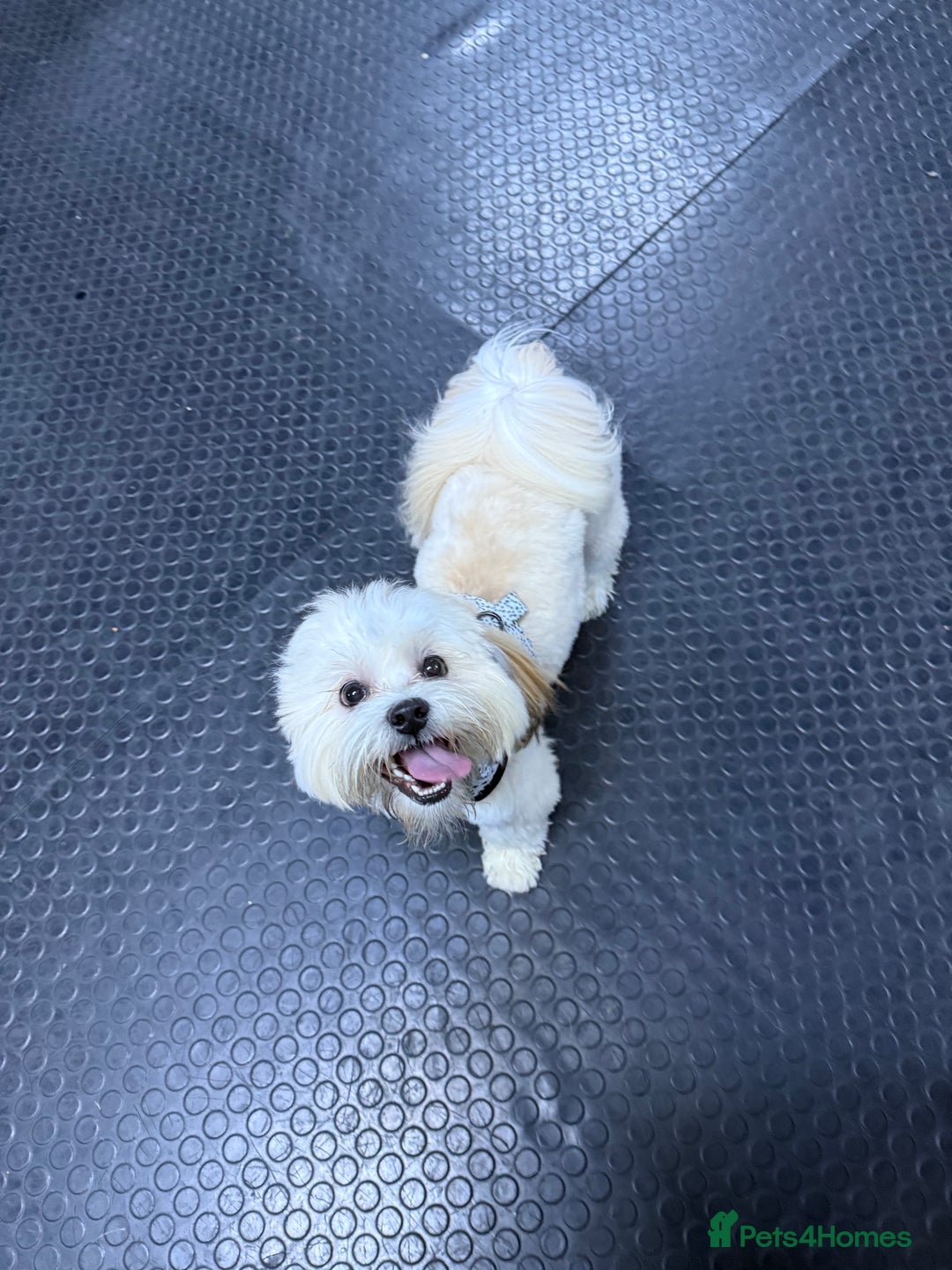 Lhasa Apso dogs for stud: KC Registered Lhasa Apso Stud - Advert 10