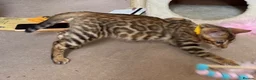 Bengal cats for sale: Male Bengal Kittens for sale - Advert 25