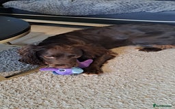 English Springer Spaniel dogs for sale: Kocko  - Image 3