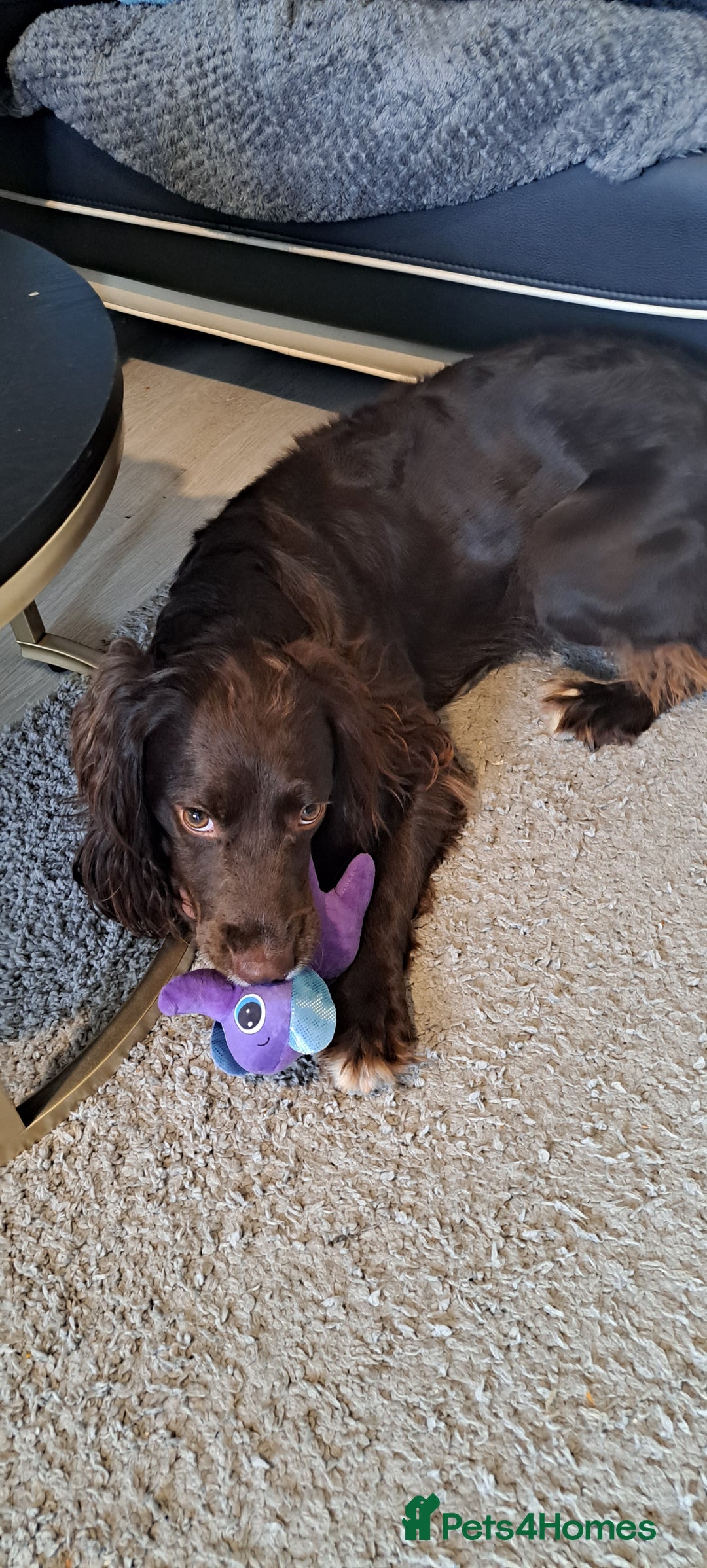 English Springer Spaniel dogs for sale: Kocko  - Image 3