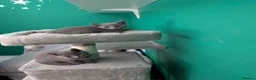 Russian Blue cats for sale: Beautiful russian blue kittens 4 girls ready now  - Advert 8