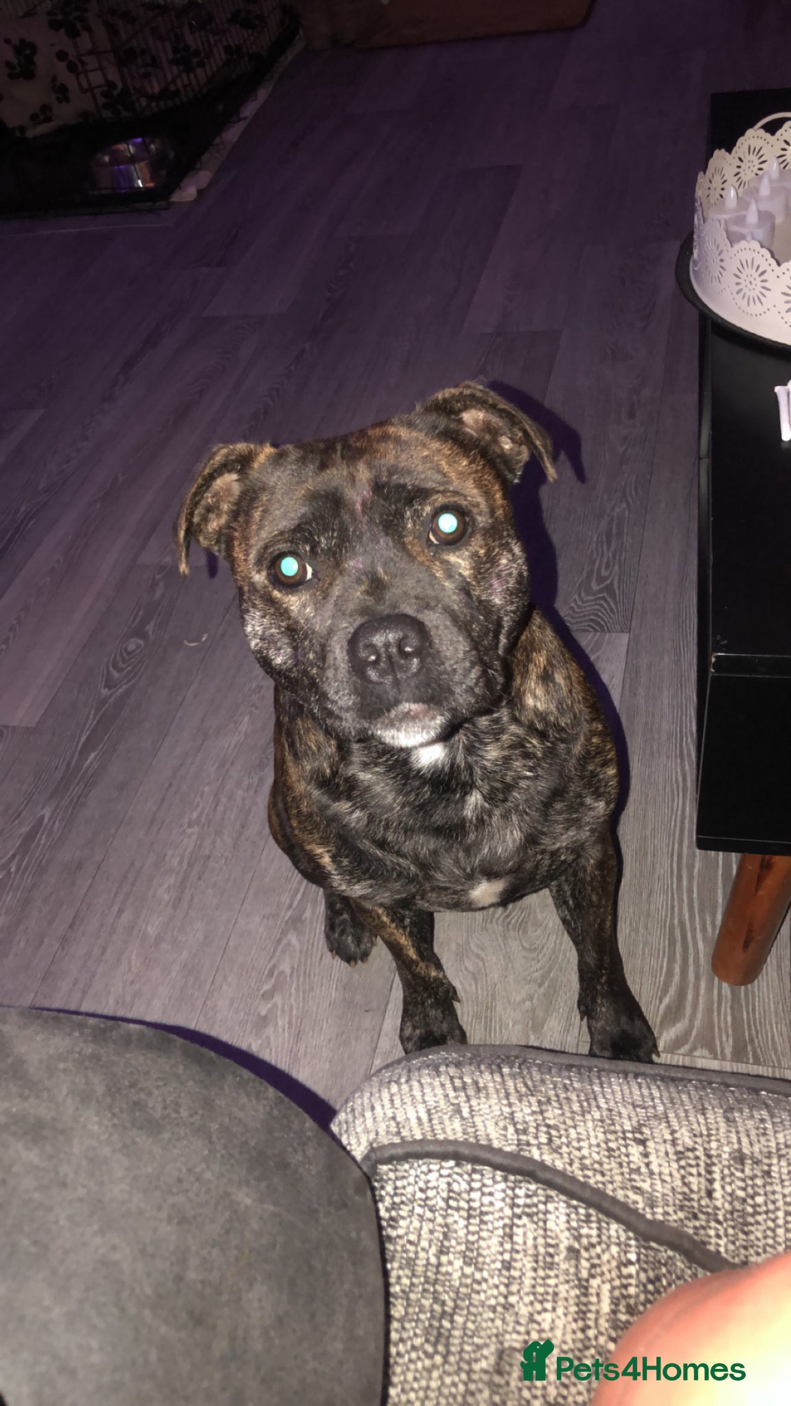 Staffordshire Bull Terrier dogs 2 year old staffy called seren  - Advert 12