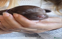 Cockapoo dogs for sale: Adorable F2b Cockapoo Puppies – Ready to Reserve  - Image 24
