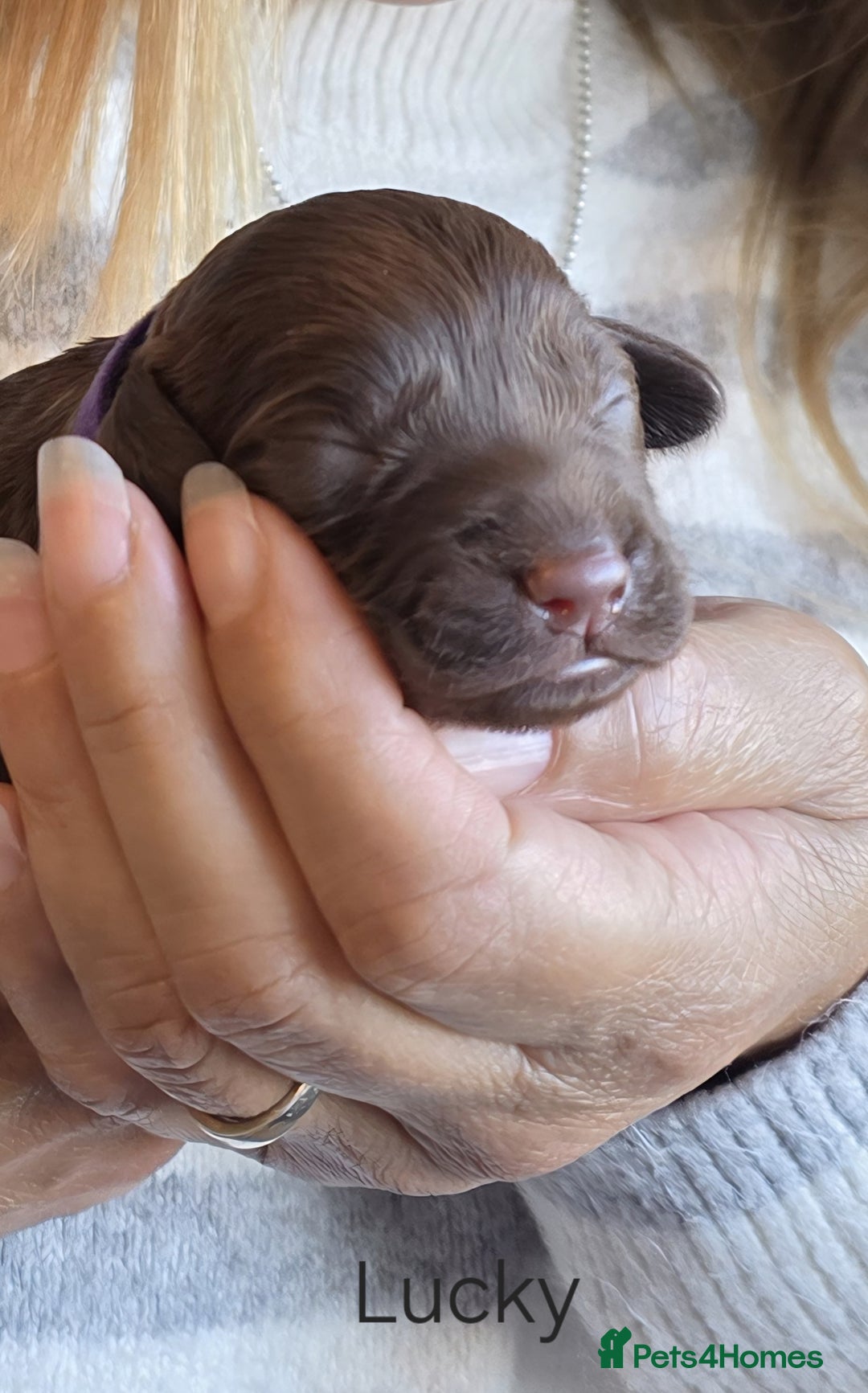 Cockapoo dogs for sale: Adorable F2b Cockapoo Puppies – Ready to Reserve  - Image 24