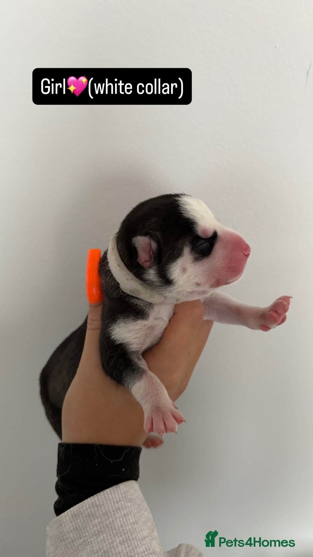 Siberian Husky dogs for sale: Husky puppies - Image 5