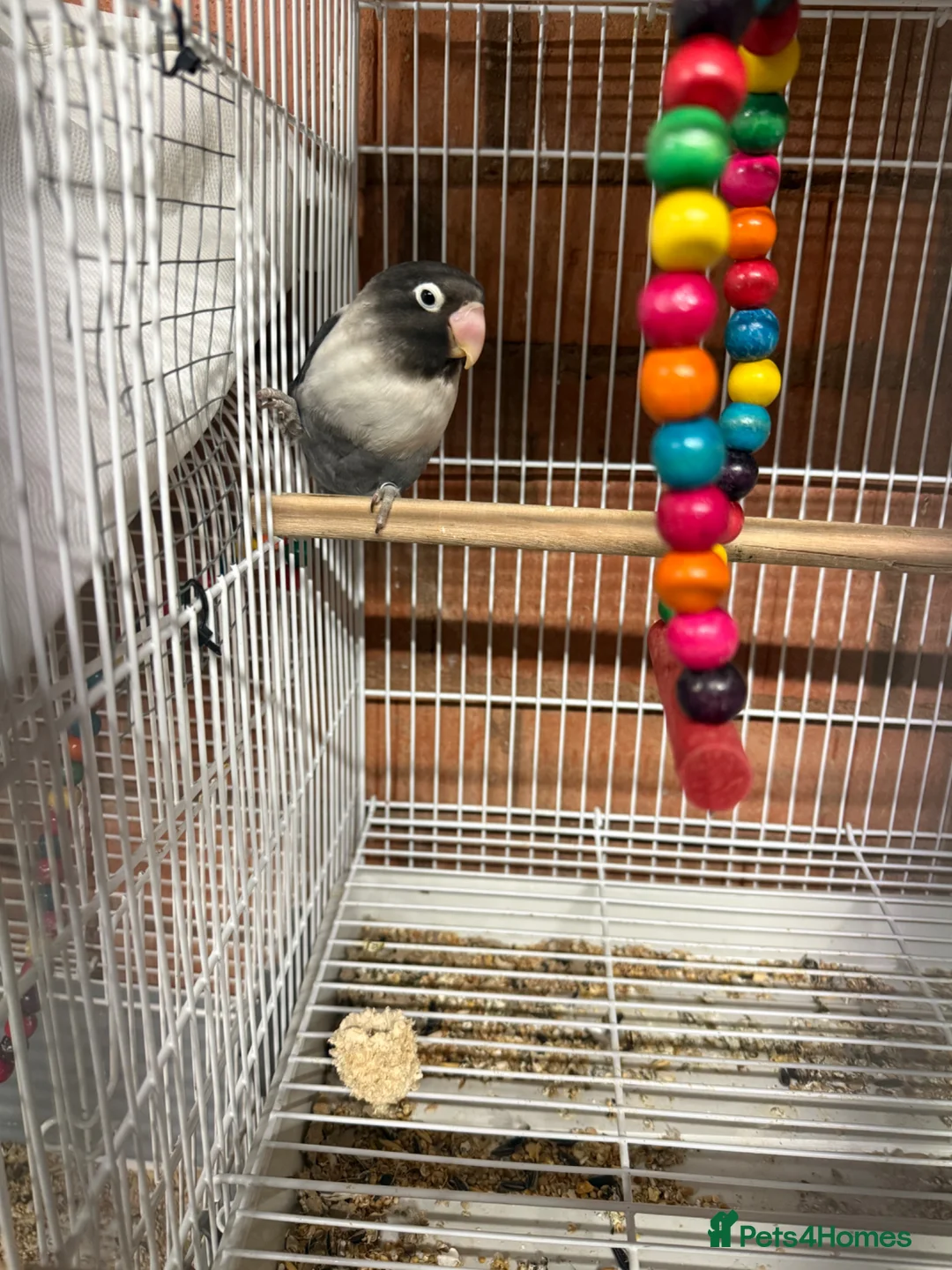 Lovebirds birds for sale: 2 pairs Lovebirds - Advert 1