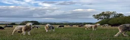 Sheep livestock for sale: Herdwick ewes and lambs for sale - Advert 4