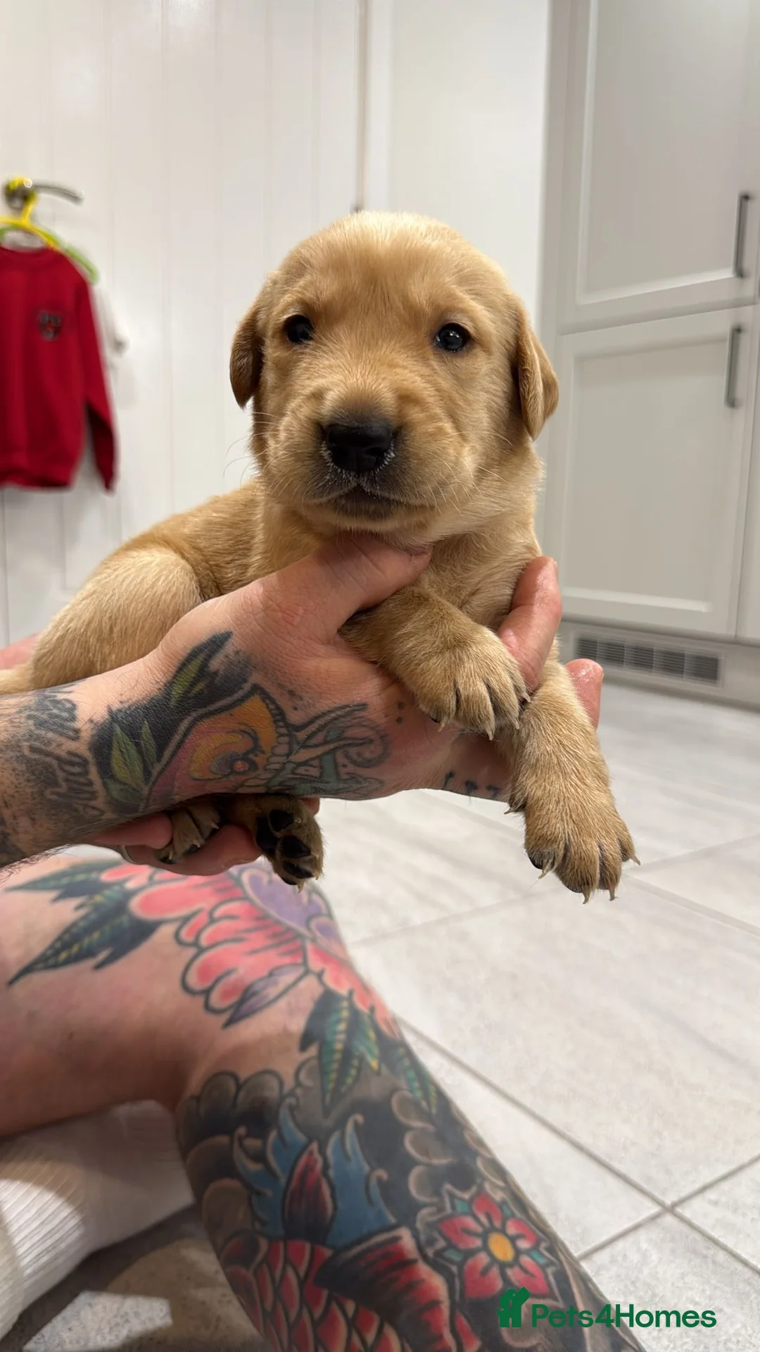 Goldador dogs for sale: Exceptional Goldadoor puppies! - Advert 7