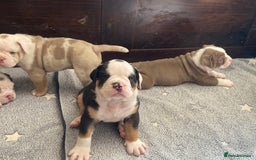 Olde English Bulldogge dogs for sale: Old English bulldog puppies - Image 28