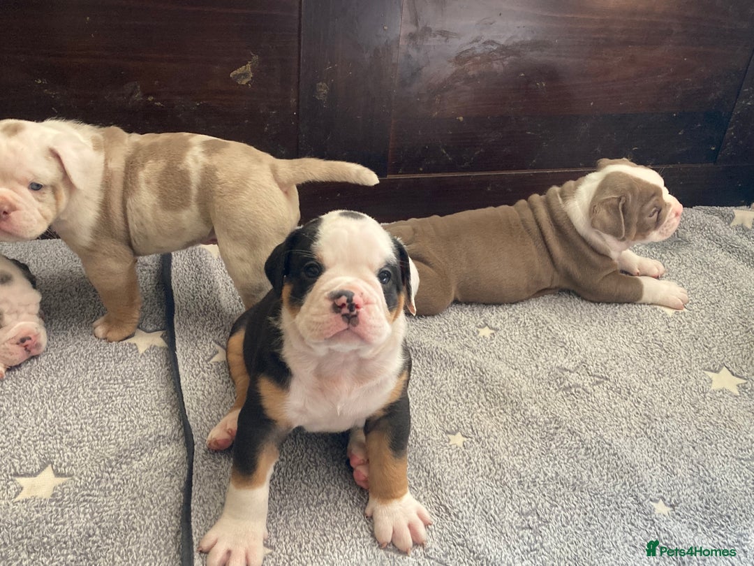 Olde English Bulldogge dogs for sale: Old English bulldog puppies - Image 28