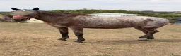 Appaloosa horses for sale: 15.3 Appaloosa mare - Advert 15