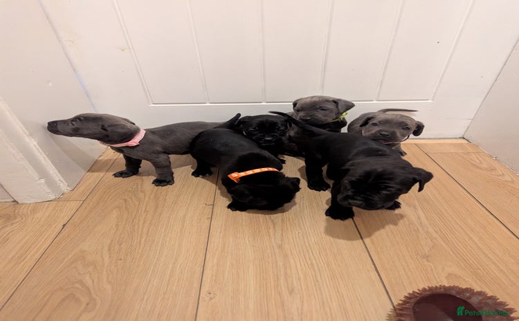 Cane Corso dogs - Advert 1
