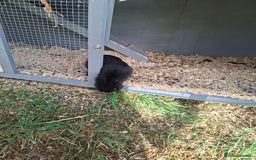 Dwarf Lop rabbits for sale: 2 female rabbits  - Advert 4
