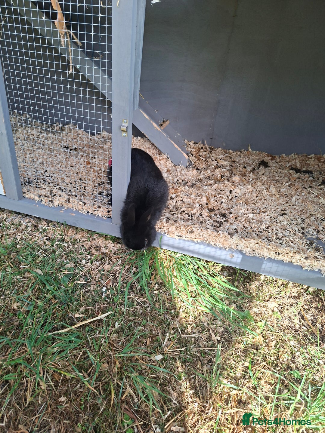 Dwarf Lop rabbits for sale: 2 female rabbits  - Advert 4