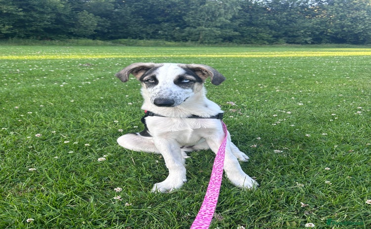 Mixed Breed dogs - Advert 16