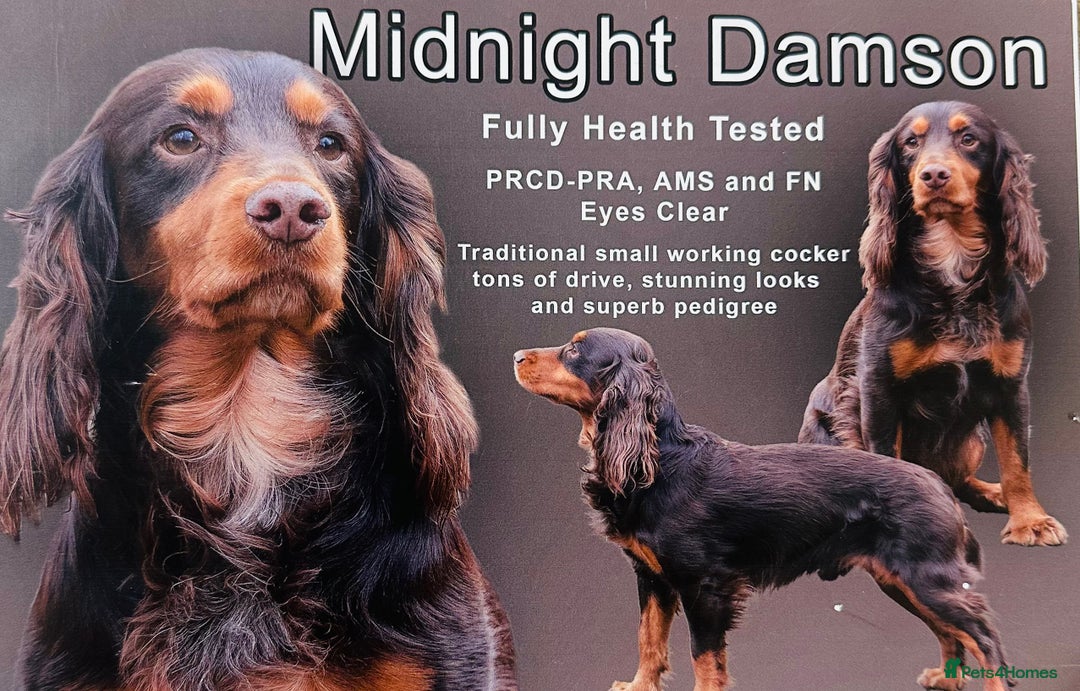 Cocker Spaniel dogs for sale: ❤️ Beautiful cocker spaniel puppies for sale ❤️ - Image 17