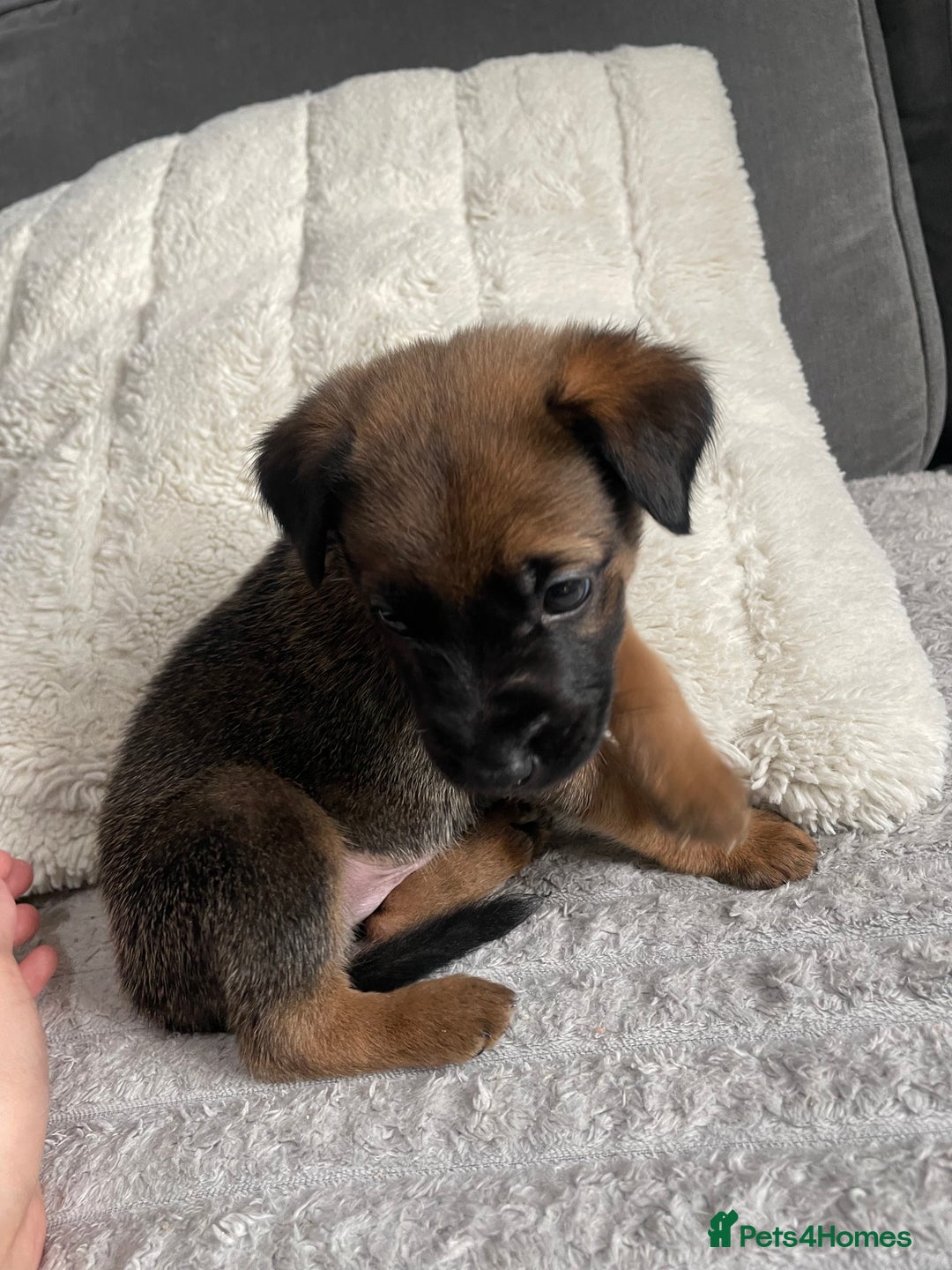 Belgian Shepherd Dog dogs for sale: Belgian malinois puppies - Image 3
