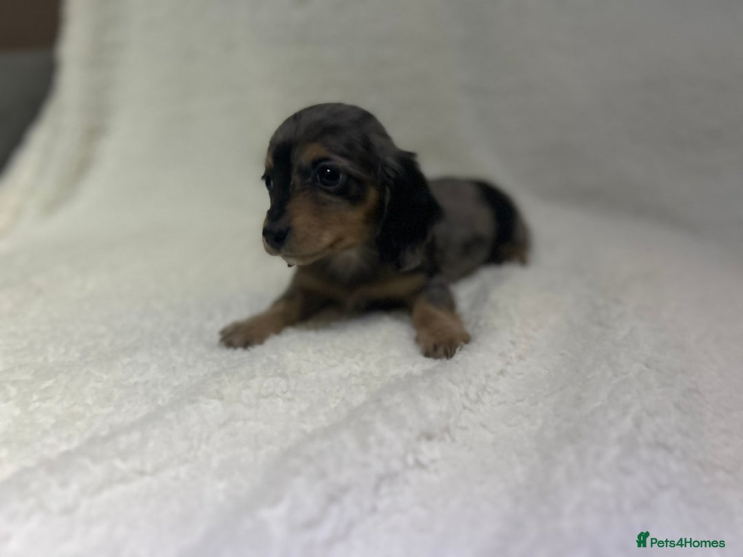 Miniature Dachshund dogs for sale: ****true to type mini dachshund *** - Advert 9