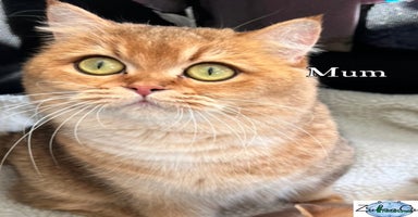 British Shorthair cats - Advert 12