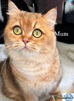 British Shorthair cats - Advert 12